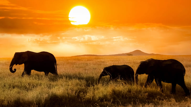 elephants-walking-agains-sunset-800x450