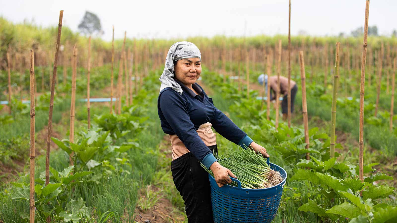 Group of Asian women farmers harvesting onions on a farm in the countryside of Thailand.